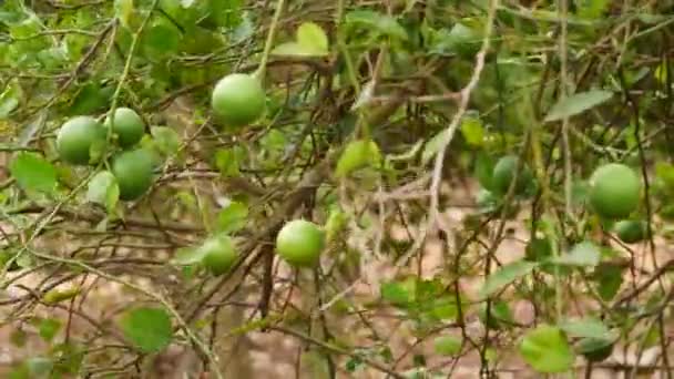 Reife Zitrusfrüchte Auf Halbblättrigen Zweigen — Stockvideo