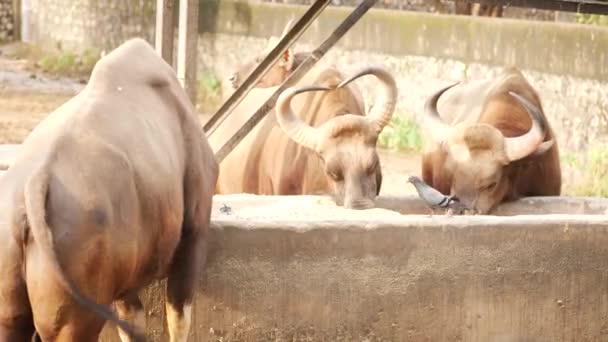 Buffalos Eating Pen — Stock Video