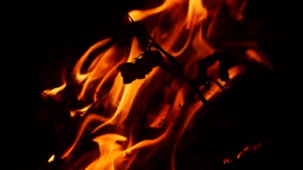 Oheň Hoří Tmě Větvemi Listy — Stock video
