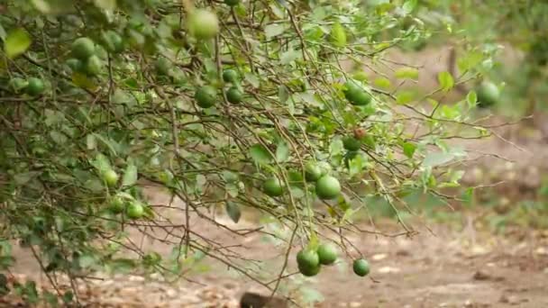 Frutos Limão Verdes Ramos Ornamentais Folhosos — Vídeo de Stock