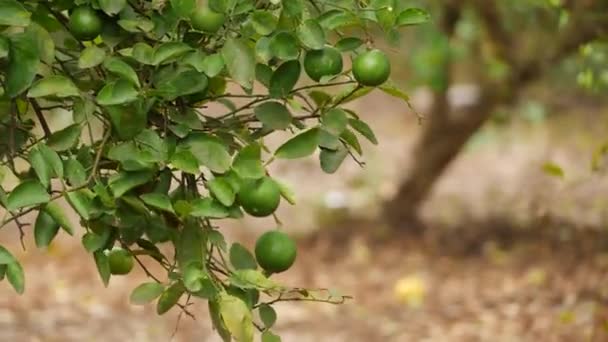 Nezralé Limetkové Plody Visící Listnatých Větvích Vánek Efekt — Stock video
