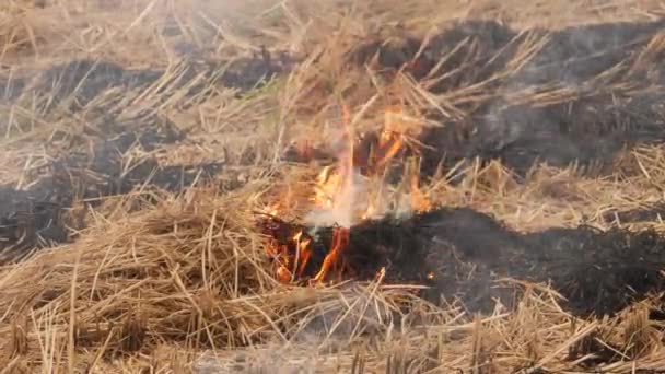 Yangın Farklı Bölgelerdeki Kurumuş Çalıları Yakarak Dumanı Serbest Bırakıyor — Stok video