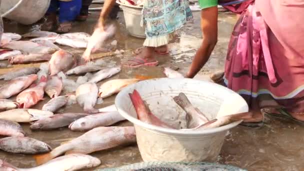 在一个大碗里装大量钩鱼的妇女 印度美联社Chirala鱼市场 2022年12月 — 图库视频影像