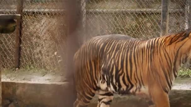 Pacing Angolo Posteriore Anteriore Tiger — Video Stock