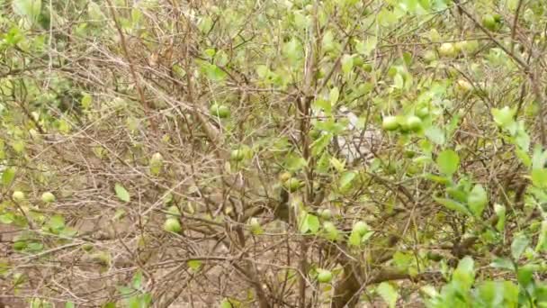 Reife Und Unreife Zitrusfrüchte Trockene Zweige — Stockvideo