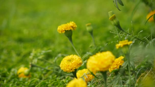 丛生绿草背景中盛开的黄色万寿菊花 — 图库视频影像