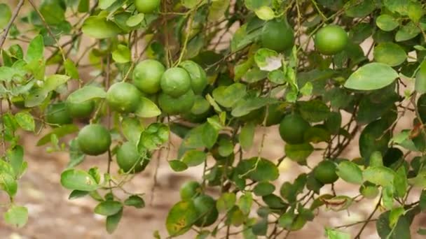 Runde Grüne Limettenfrüchte Die Auf Blätternden Zweigen Produziert Werden — Stockvideo