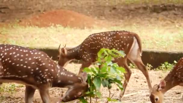 Deer Eating Leaves Forest — Stock Video