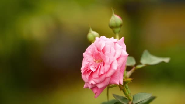 Rosa Rosenblüte Aus Nächster Nähe Zeitlupe — Stockvideo