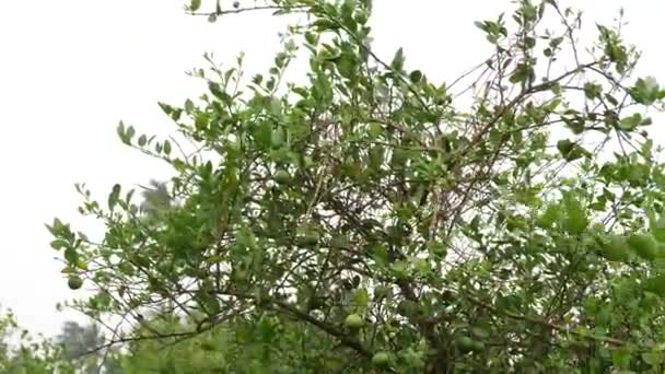 Yakınlaştırılmış Kireç Ağacı Üst Dallara Dağılmış — Stok video