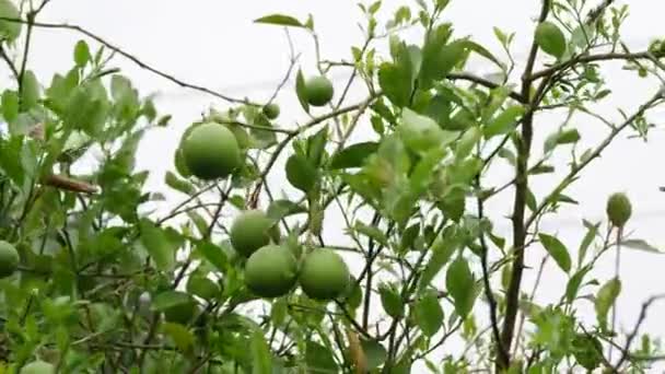 Runde Grüne Zitrusfrüchte Blatt Weht Baum — Stockvideo