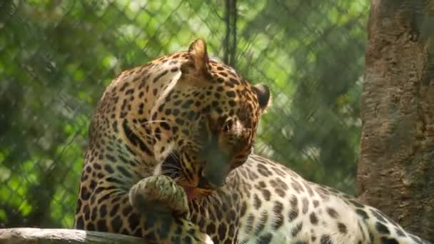 Leopardo Leccare Mani Nello Zoo — Video Stock