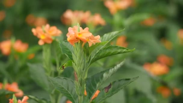 Nahaufnahme Wunderschöner Orangefarbener Blüten Die Sich Wind Wiegen — Stockvideo
