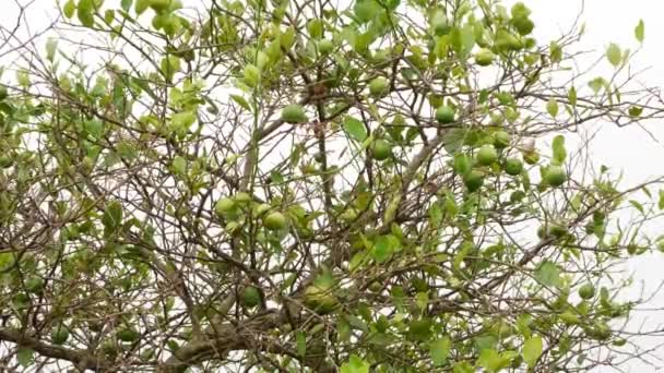 Лимонне Дерево Сухі Гілки Цитрусових — стокове відео