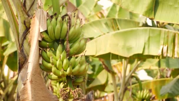 Aria Soffiando Una Banana Grappolo Foglie Dolcemente — Video Stock