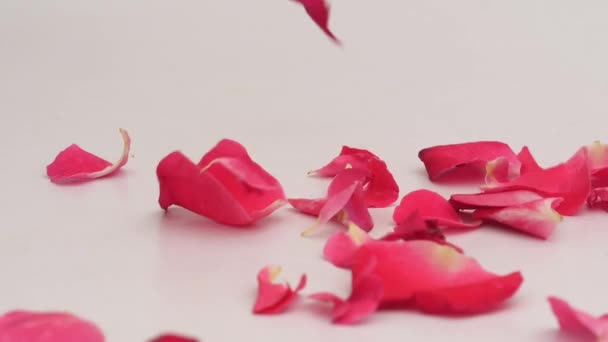 Rosenblätter Fallen Gegen Weiß — Stockvideo