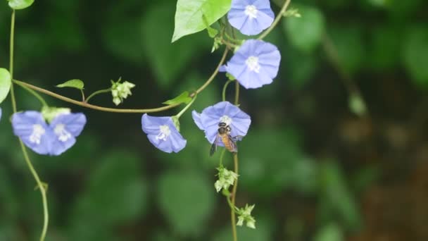 Маленький Синий Цветок Цветочный Сад Крупным Планом — стоковое видео