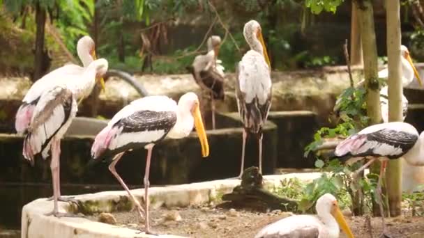 Nove Lunghi Uccelli Che Fissano Zoo — Video Stock