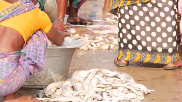 Kobieta Pakująca Ryby Dużej Miski Inne Duże Ilości Ryb Ziemi — Wideo stockowe