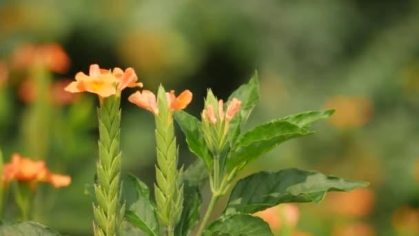 Zblízka Krásné Oranžové Květy Kymácející Větru — Stock video
