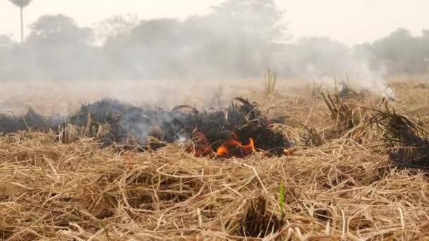 Tűz Helyszínen Füst Szabadul Fel Égett Bokrokból — Stock videók