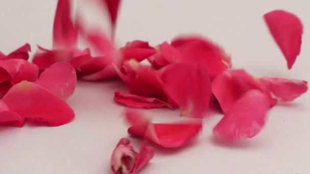 Romantyczne Płatki Róż Spada — Wideo stockowe