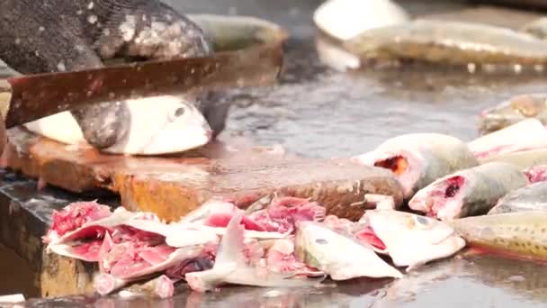 ナイフを持って魚の頭をスライスする男 — ストック動画