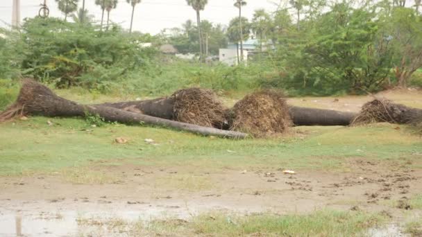 倒下的棕榈树枝干躺在地上 绿树成荫 — 图库视频影像