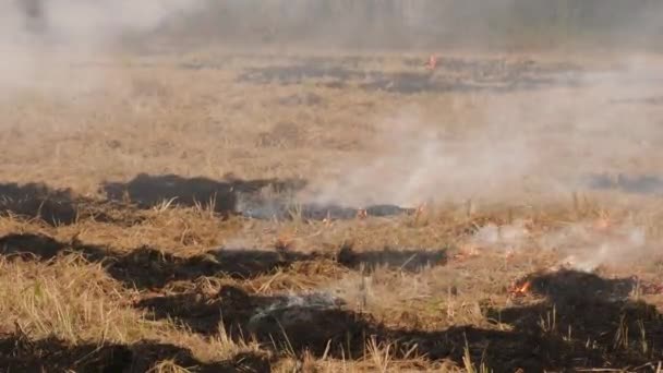 Arbustes Séchés Brûlés Dégageant Aléatoirement Fumée — Video