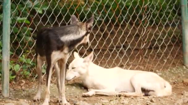 Twee Dierentuin Zitten Staren Vossen — Stockvideo