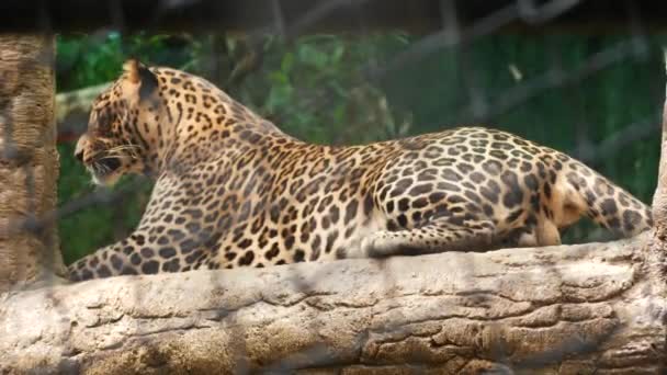 Vista Lateral Leopardo Sentado Mirando — Vídeo de stock
