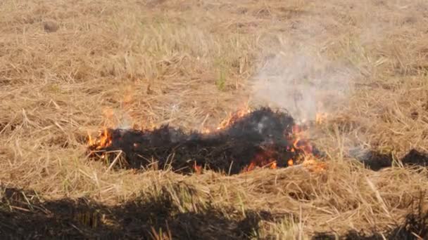 Zoomed Wideo Pożaru Płonącej Określonej Części Suchych Krzewów — Wideo stockowe