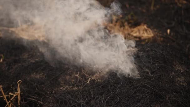 Feu Éteint Dégageant Fumée Des Buissons Noirs Séchés — Video