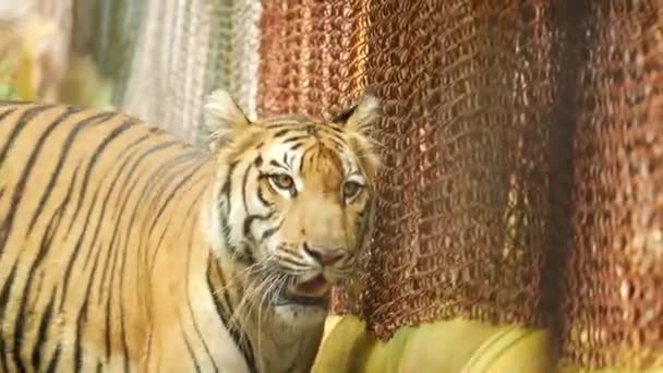 Вид Спереду Пішохідний Тигр — стокове відео