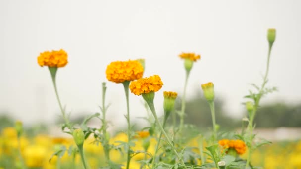 Wysoki Skąpy Jasny Pomarańczowy Nagietek Kwiat Żółty Niewyraźne Tło Kwiat — Wideo stockowe