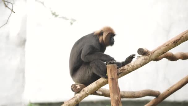 Małpa Drzewie — Wideo stockowe