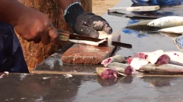 小さな魚を半分に切る手袋の男彼らの発見と鋭いエッジを最初に削除 — ストック動画
