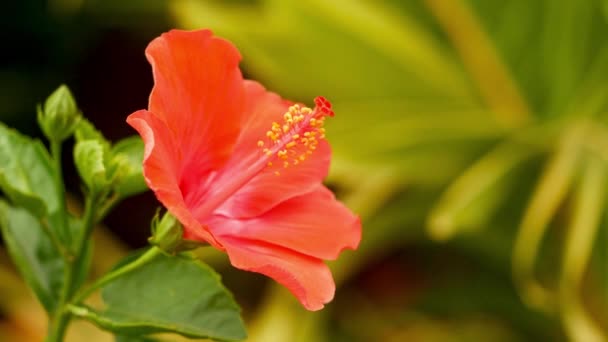 Red Hibiscus Flowerin Closeup — Stock Video
