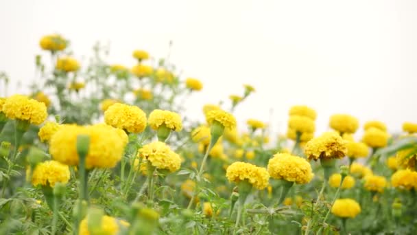 成熟的黄色菊花 叶面对生 绿茎微风作用 — 图库视频影像