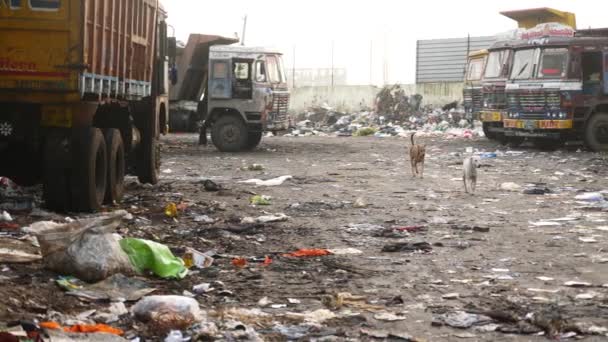 Despejo Cidade Nivelamento Lixo Resíduos Alimentares — Vídeo de Stock
