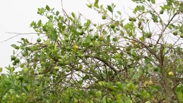 Reife Und Unreife Zitronenfrüchte Zweige Brise Effekt — Stockvideo