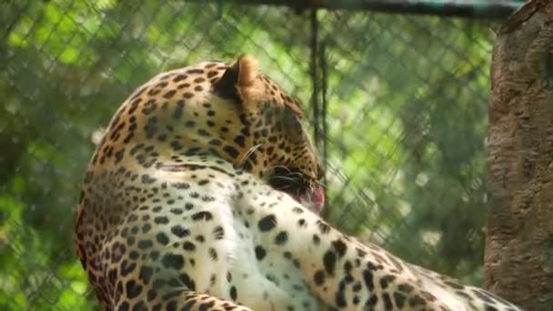 Lízání Leopardů Zpět Zoo — Stock video