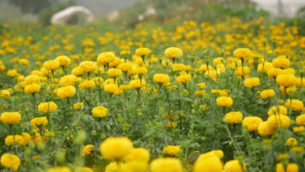 Zoomed Fuera Amarillo Lleno Flor Jardín Soplando — Vídeos de Stock