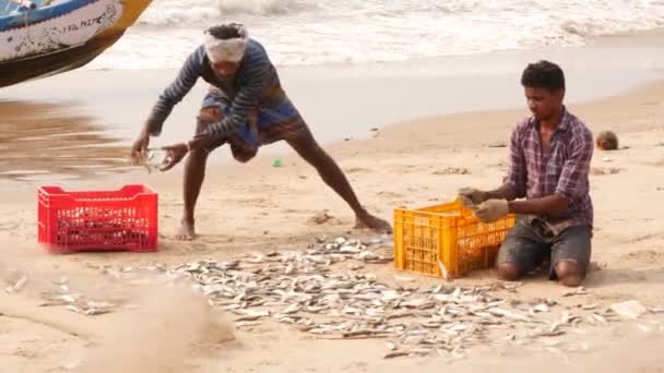 Zwei Jungs Packen Sortierte Fische Zwei Verschiedene Kisten — Stockvideo