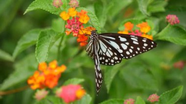 Bir kelebek bir çiçeğe bağlıdır