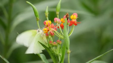 Kırmızı ve sarı çiçekli bir kelebek ve yanında başka bir kelebek. Çiçeğe yakın plan