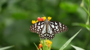Bir kelebek bir çiçeğe bağlıdır