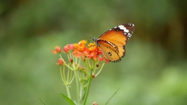 Bir kelebek yakın planda bir çiçeğin üzerinde duruyor.