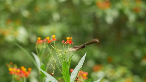 Метелик Приземляється Квітку Метелик Літає Над Квітами Саду Він Спирається — стокове відео