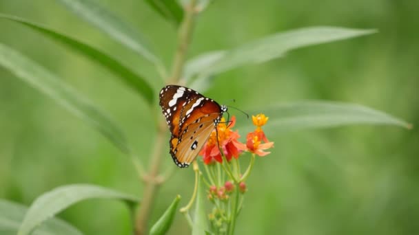 Бабочка Покоится Цветке — стоковое видео